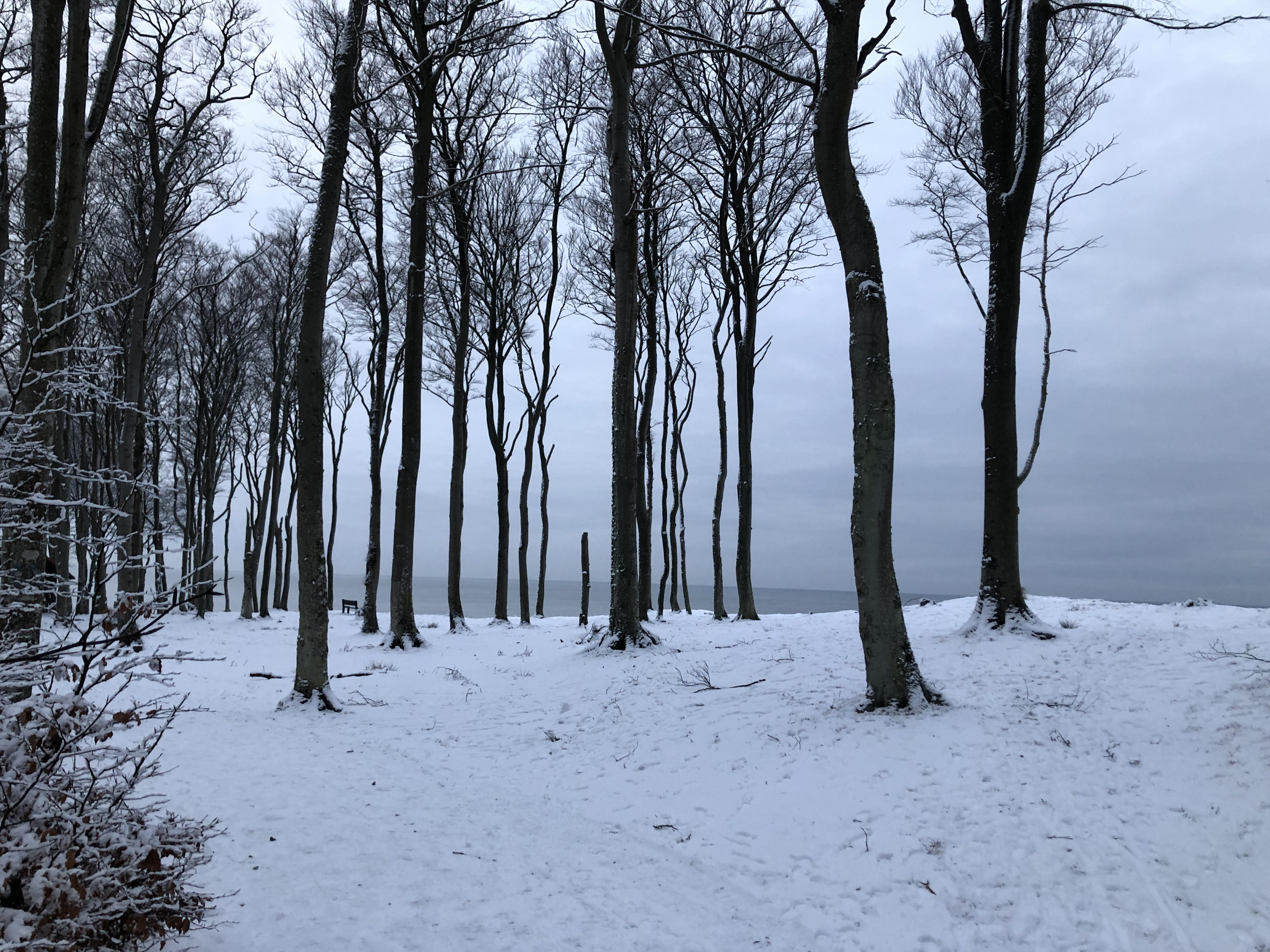 Klif w Poddąbiu zimą