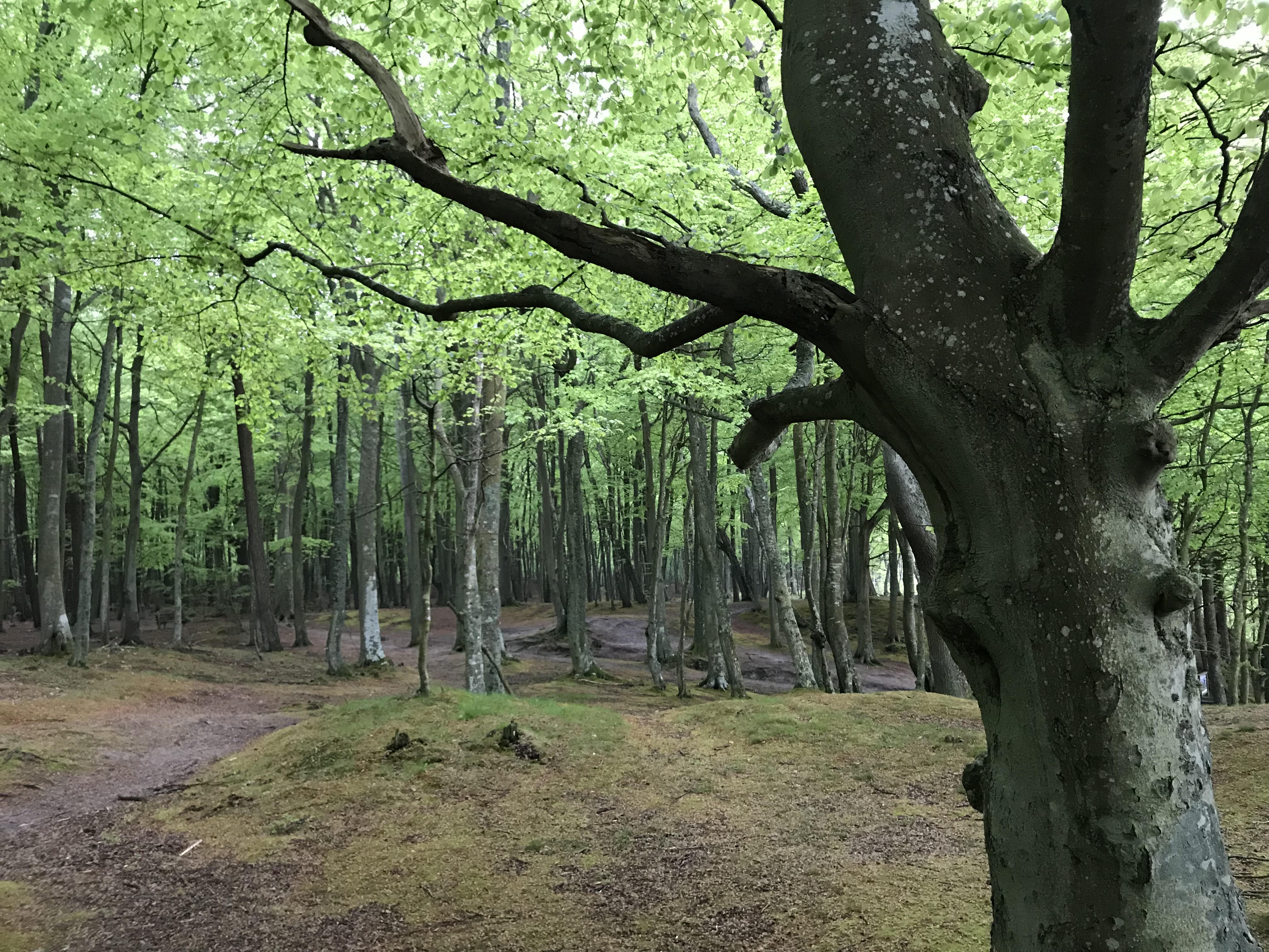 Las przy klifie w Poddąbiu